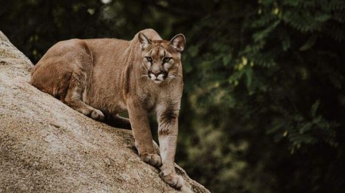 Cougar Information & Encounter Tips